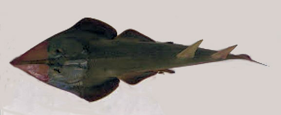 Rhinobatos (Glaucostegus) cemiculus _08.jpg